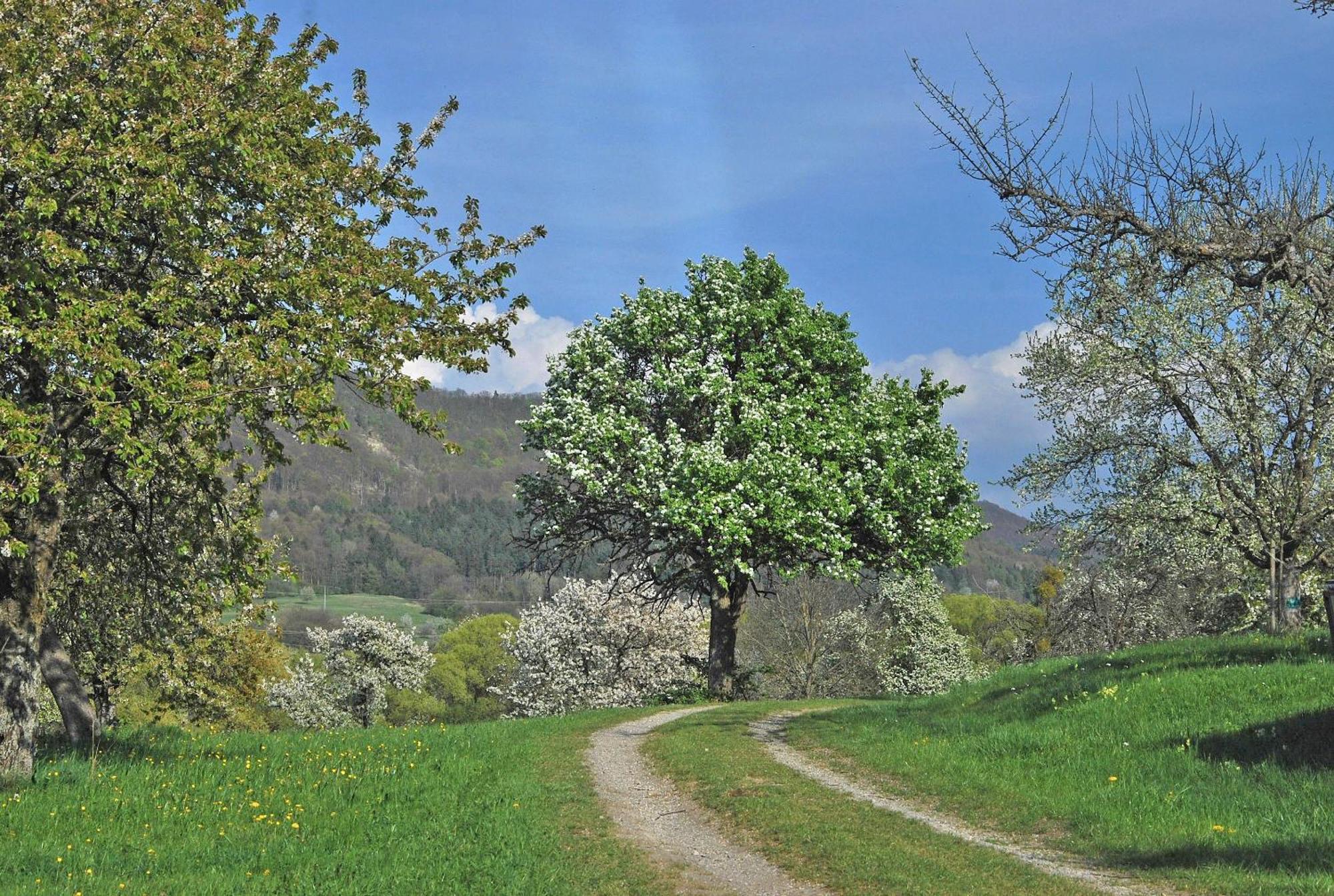 Ferienwohnungen Beim Imker Mössingen Extérieur photo